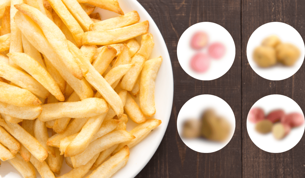 Las papas fritas perfectas: ¿Cuál es la mejor variedad de papas para freír?