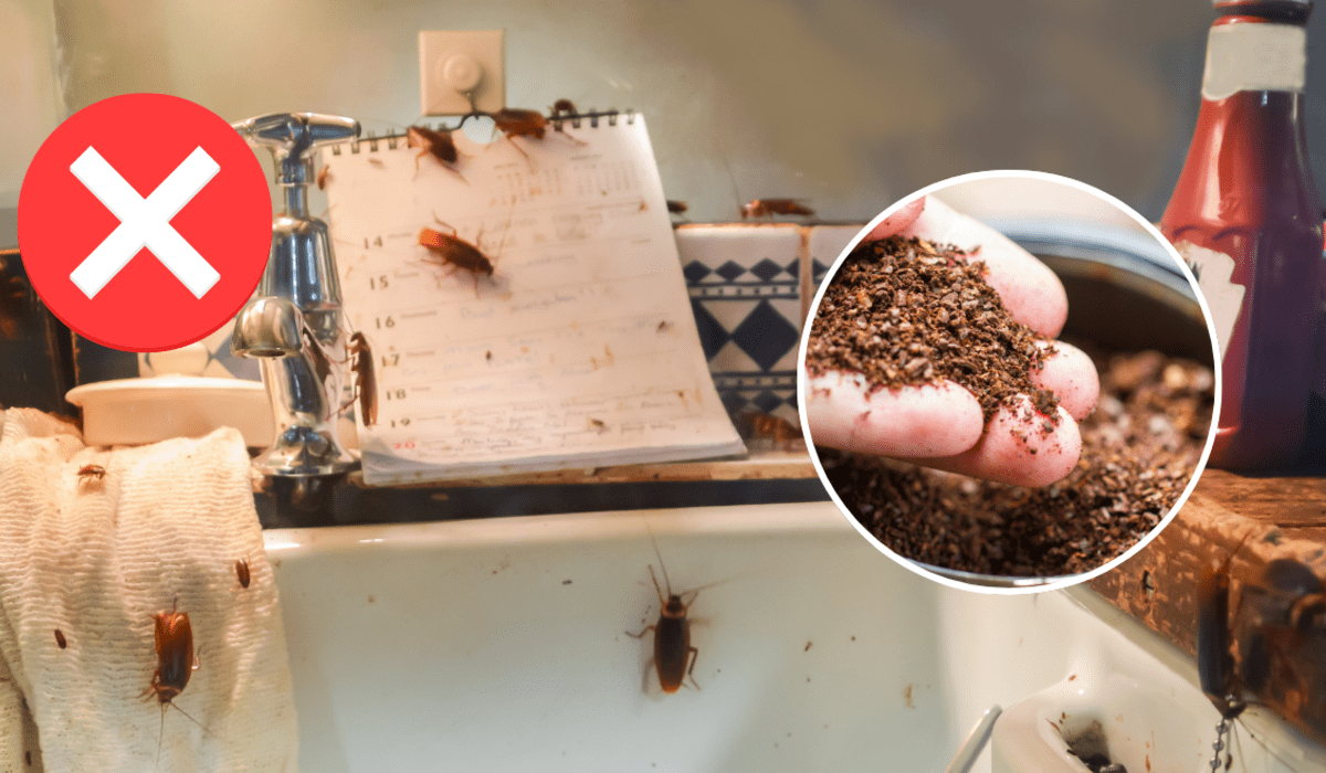 Cómo eliminar cucarachas de la cocina