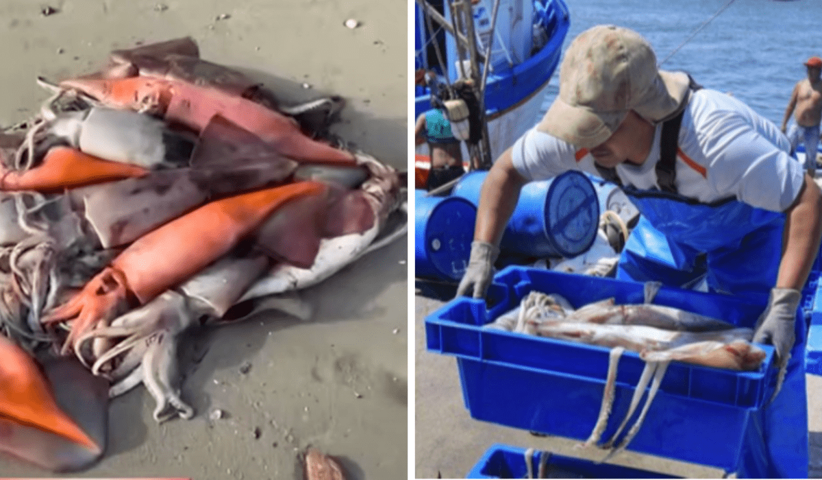Pota invade las playas de Lima