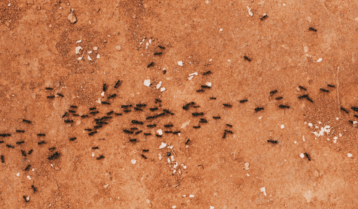 Una solución casera y viral en TikTok promete acabar con insectos como arañas y cucarachas.