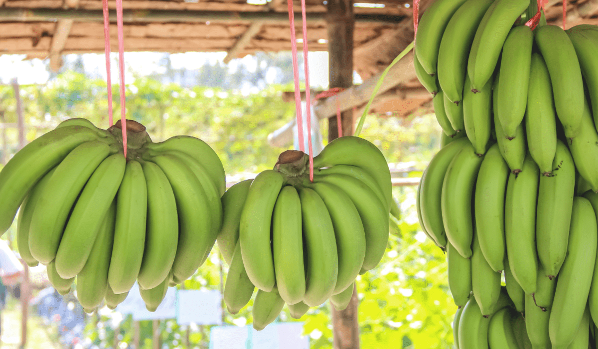 Los beneficios del plátano verde.