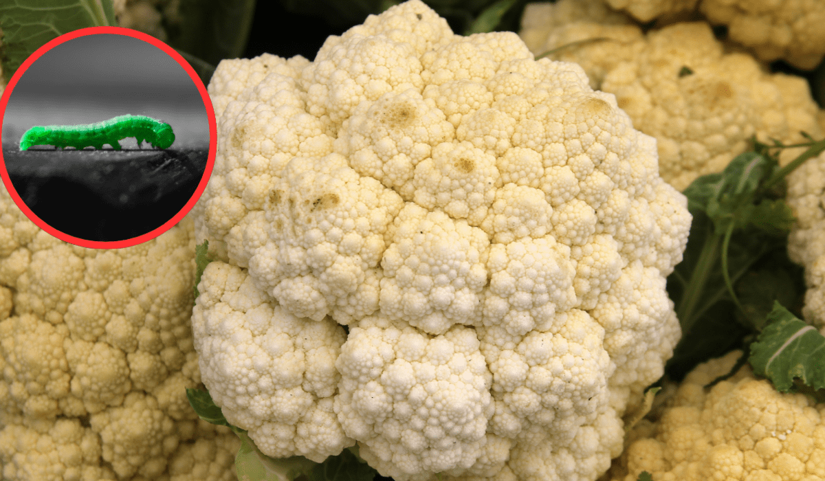 La forma correcta de lavar la coliflor para eliminar las lombrices.