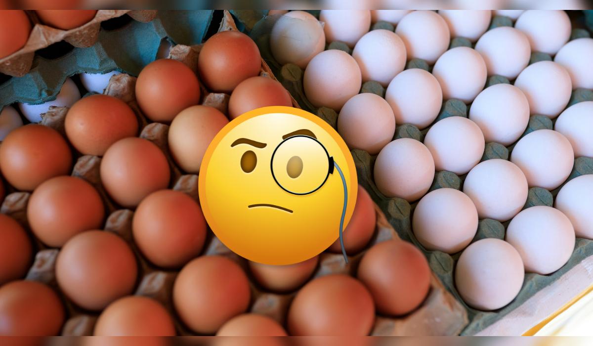 Huevo blanco vs huevo marrón