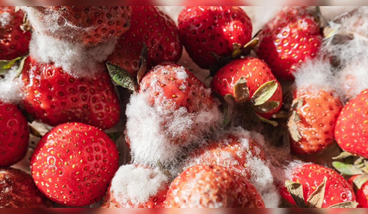 El truco para mantener las fresas frescas por más de 10 días.