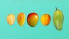 Distintas variedades de mangos