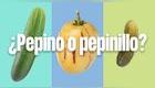 Pepino, pepino dulce y pepinillo