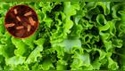 lechuga y bacterias de la salmonela