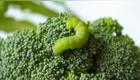 gusano en brócoli