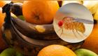 mosca de fruta