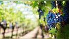 Cultivadas en viñas, las uvas son apreciadas por ser la fruta que produce el vino. Fuente: Pexels.