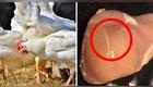 Las estrías blancas podrían ser señal de un problema en el pollo que consumes