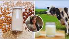 Según experta en nutrición, esta es la mejor leche