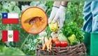 Acusan a Perú de “infectar” cultivos chilenos con mosca de la fruta.