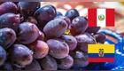 Se hallaron importaciones de uvas peruanas con pesticidas.