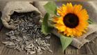 Un puñado de semillas de girasol al día puede marcar la diferencia en tu salud.