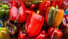 pimientos-macho-y-hembra