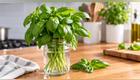 La albahaca fresca puede marchitarse rápidamente si no se cuida adecuadamente. Su almacenamiento depende de cómo planees usarla: agua, refrigeración o congelación. Foto: Envato
