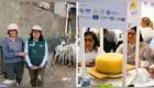 Quesos de cabra del valle del Chillón ganaron cinco medallas entre cerca de 400 muestras internacionales. Composición: Buenazo