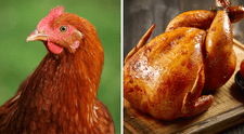 El pollo podría aumentar el riesgo de cáncer, según un estudio