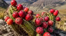 Cactus andino medicinal: qué es el Ayrampo y cuáles son sus beneficios