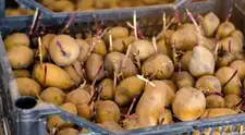 Papas con brotes en la cocina: ¿es seguro comerlo?