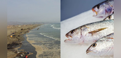 ¿Es seguro comer pescado tras el derrame de petróleo?