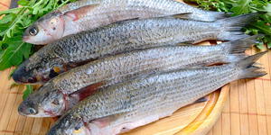Pescados económicos para hacer ceviche en Semana Santa