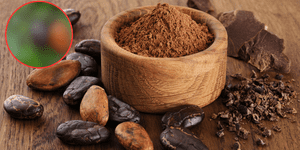 ¿El cacao surgió en Perú, México o Ecuador? Un estudio señala dónde nació el cacao hace 5000 años