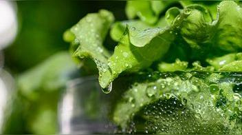 ¿Cómo elegir y conservar lechugas frescas?