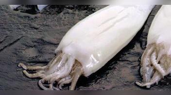 ¿Cómo limpiar la pota?