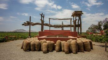 Pisco: origen e historia