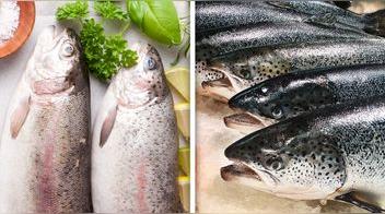 Trucha y salmón: qué los diferencia