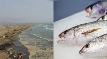 ¿Es seguro comer pescado tras el derrame de petróleo?