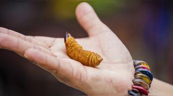 El suri: ¿comerías este delicioso y nutritivo gusano amazónico?