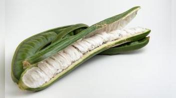 El pacae: ¿conoces esta fruta nativa de América?