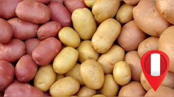 Descubre 11 variedades de papa peruana y sus usos específicos en la cocina