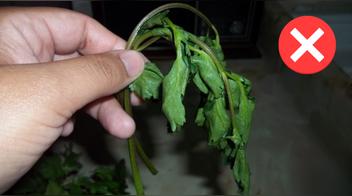 5 trucos para conservar el culantro (cilantro) fresco por más tiempo