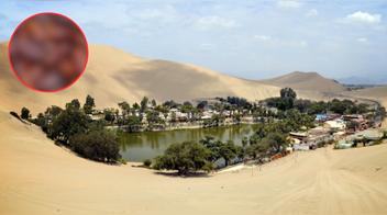 La fruta más dulce del mundo: no es la piña ni la chirimoya; pocos conocen esta fruta, que se cultiva en América