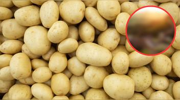 No es Perú ni Bolivia: Este país es el mayor productor de papa en el mundo