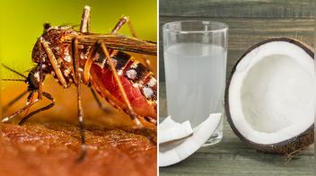 Dengue: ¿el agua de coco alivia sus síntomas?