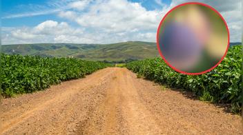 Descubre cuál es la fruta más antigua del mundo, se cultiva en Perú