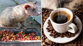 El café más caro del mundo proviene literalmente de las heces de un animal