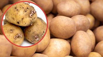 ¿Cómo guardar las papas y evitar que les salgan raíces?