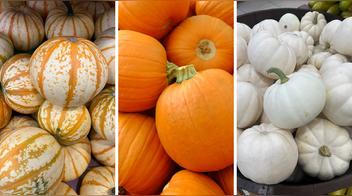 Descubre los 3 nuevos tipos de calabaza en Perú