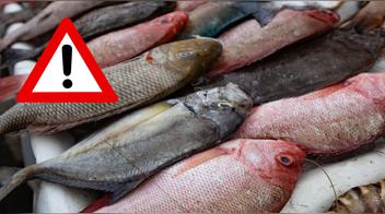 ¡Cuidado! Estos son los pescados con más mercurio