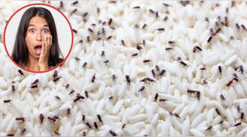 Cómo eliminar los gorgojos de los alimentos