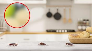 Con solo un ingrediente podrás eliminar las cucarachas de tu cocina y prevenir enfermedades