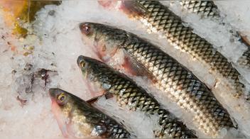 ¿Cuáles son los pescados más ricos en omega-3?