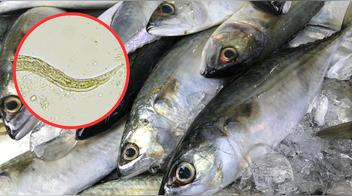 Estos pescados fueron retirados del mercado por estar infectados con parásitos