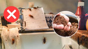 Elimina las cucarachas con este truco casero de café y azúcar
